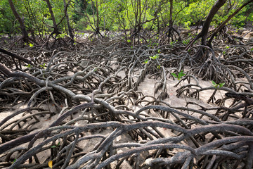 Landscape beauty of the mangroves.