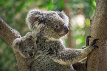 Mother and baby koala on a tree in natural atmosphere. - obrazy, fototapety, plakaty