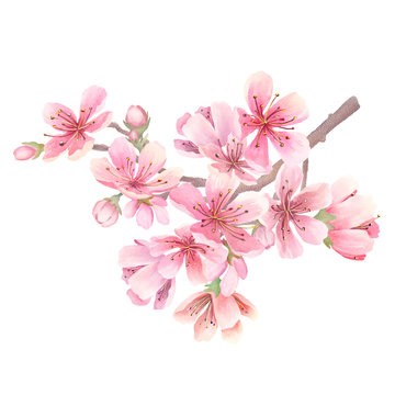 Cherry blossoms watercolor. Branch with flowers. Isolated on white background