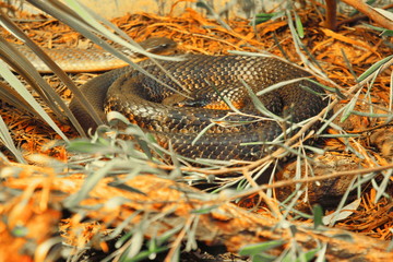 Hidden snake