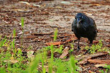 Crow