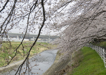 桜の風景