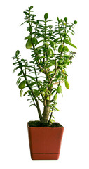 Isolated houseplant (Crassula ovata, commonly known as money tree) in a terracotta pot