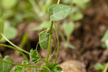 Ventral view of Nezara viridula, the southern green stink (or shield) bug, that is climbing the thin stem of small weed. In spanish: chinche verde.