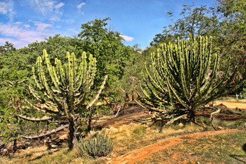 Large Succulents Euphorbia National Park Matopos, Zimbabwe