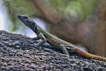 Common flat lizard, Platysaurus intermedius, on rocks in Matopos National Park, Zimbabwe
