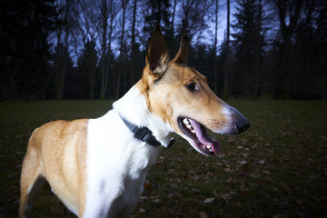 Smooth Collie dog in park at dusk