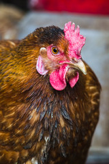 Chickens on the farm. Toned, style, color photo.