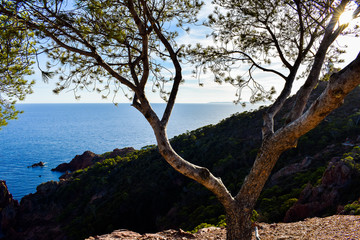 arbre surplombant la mer 