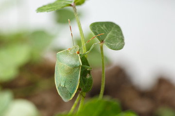 Macro view of Nezara viridula hanging on tiny weed leaves. Example of perfect mimicry of southern...