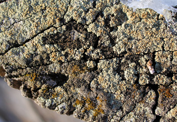 Lichen moss growing on the bark of a tree. Texture of tree bark with dry moss.