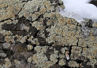 Lichen moss growing on the bark of a tree. Texture of tree bark with dry moss.