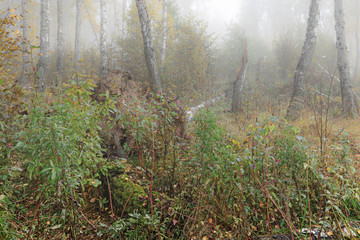 Misty morning in the woods in the fall. Morning, autumn. Birch grove near the city. 