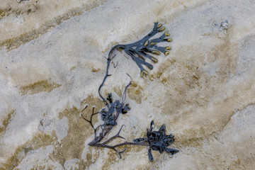 Blasentang, Fucus vesiculosus