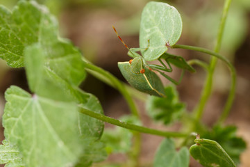 Detail of southern green shield bug getting safe by mimicking the environment. Perfect mimicry of Nezara viridula to local vegetation to hide from predators as birds or other insects.