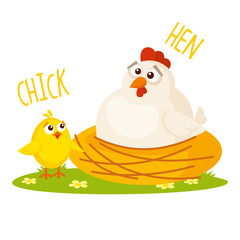 Chick and Hen Vector illustration isolated