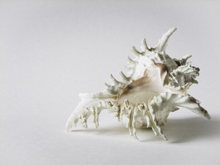 Sea shell on a white background