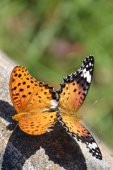 mating of butterflies / ヒョウモンタテハチョウの交尾(メス側)