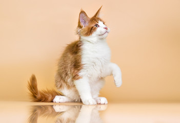 red Maine Coon kitten on a beige background