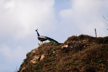 Peacock on Sri Lanka