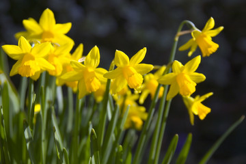 Clump of yellow dwarf narcissus flowers