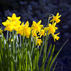Fototapeta premium Clump of yellow dwarf narcissus flowers