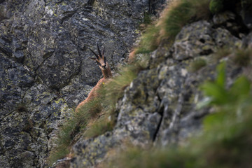 Lonely chamois jumping from rock to rock, it was exploring the entire area and he didn't be afraid of me