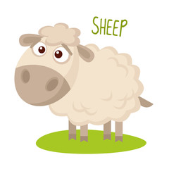 Sheep Vector illustration isolated