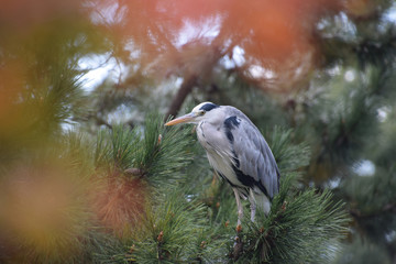 Fototapeta premium a grey heron on the pine tree / 日本庭園のアオサギ