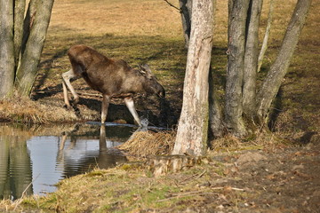 Eurasian elk in the nature looking habitat during autumn time. Moose in the chilly morning weather in the forest. Misty mornig in Europe. Alces alces.