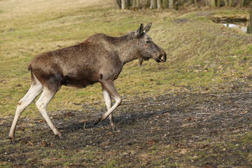 Eurasian elk in the nature looking habitat during autumn time. Moose in the chilly morning weather in the forest. Misty mornig in Europe. Alces alces.