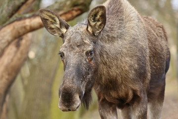 Eurasian elk in the nature looking habitat during autumn time. Moose in the chilly morning weather in the forest. Misty mornig in Europe. Alces alces.