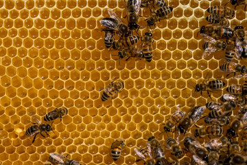 closeup of bees on honeycomb in apiary