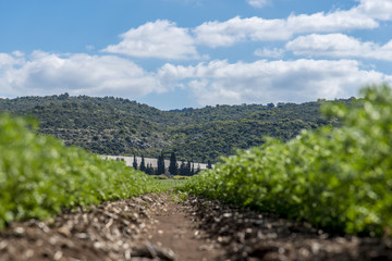 Fototapeta na wymiar Rows of humus crops in a field low angle