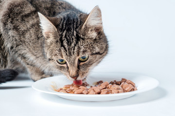 Gray tabby cat eating cat food from a bowl.
