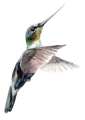 Watercolor flying hummingbird