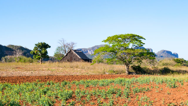 Feld mit Tabakpflanzen im Vinales Tal