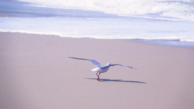 Seagull taking off into the wind over the waves in slow motion