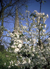 England, Cotswolds, Gloucestershire, Painswick, church spire, spring blossom