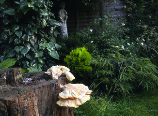Large fungus growing on old tree stump