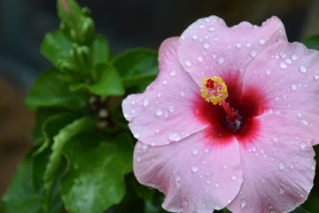 a pink hibiscus / ピンク色のハイビスカスの花