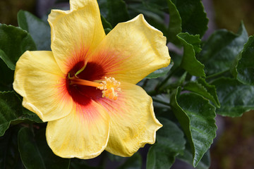 a yellow hibiscus / 黄色いハイビスカスの花