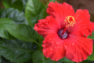 a red hibiscus / 赤いハイビスカスの花
