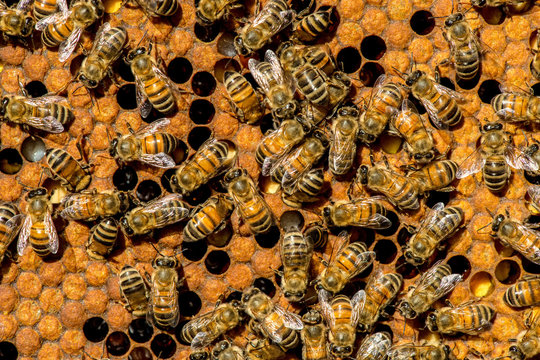 The queen bee swarm - selective focus