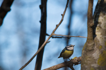 Naklejka premium Mésange bleue