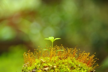 苔の上の若葉　