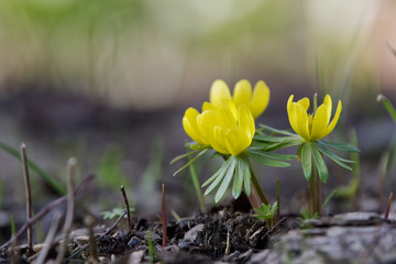 Obraz premium Wild winter aconite (Eranthis hyemalis)