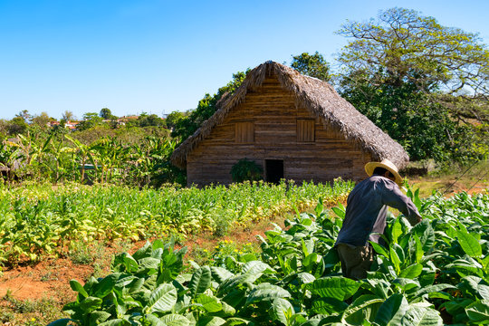 Tabakbauer bei der Ernte im Vinales Tal Kuba