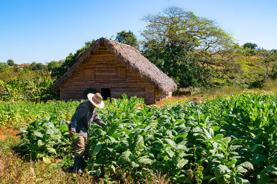 Tabakbauer im Tabakfeld bei der Arbeit
