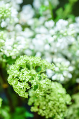 white blooming lilac